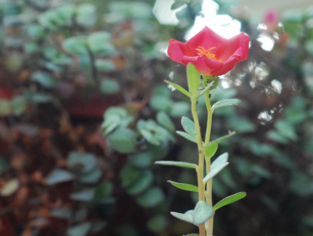 flower picture , flower,nature,plant,leaf,photography,photo click, beautiful flower,red,pink,green,