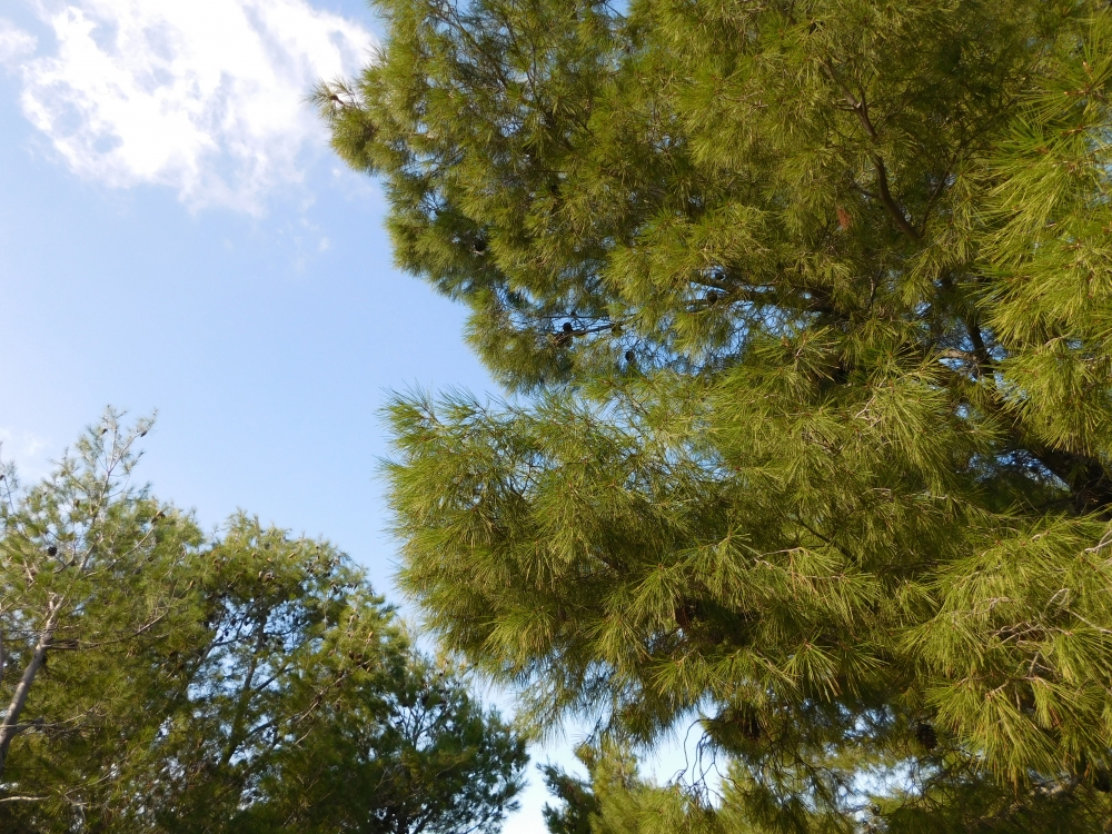 Tree, landscape, sunlight, environment, nature, green, park, scenery, forest, leaves, trees, outdoors, fresh, blue, outdoor, summer, light, natural, sky, sunny, canopy, scenic, flora, sunshine, beauty, sunrays, west beach, travel, nature reserve, peninsula, vacation