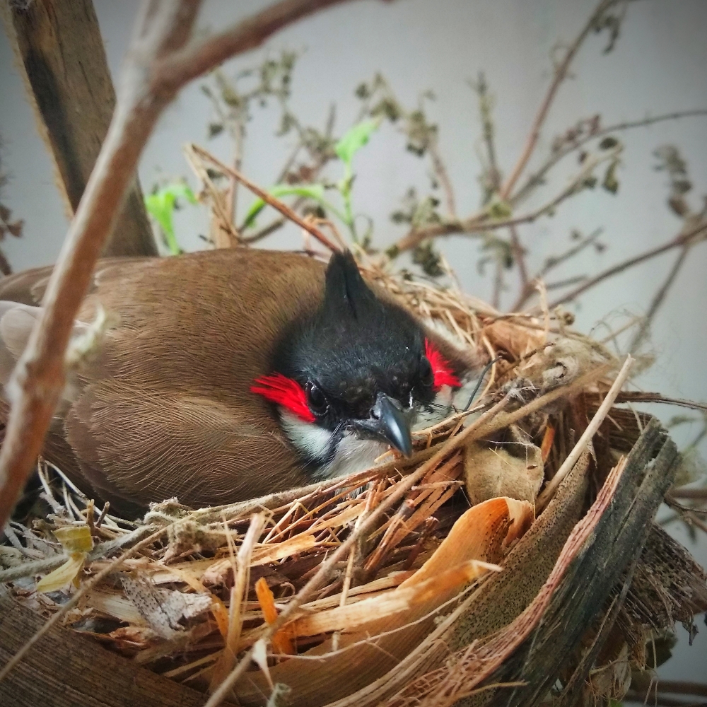 Bird, Bird , nest , nature , love 