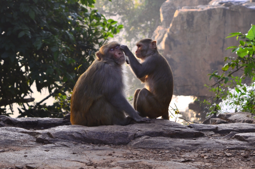 monkeys , #wildlife #animal #wallpaper #wallpaper #Bastar #chhatishgarh #nationalpark 