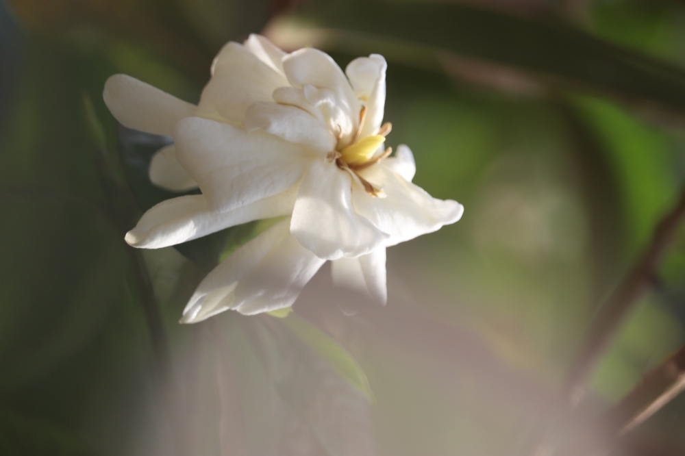Flower Click, #flower#natural #beautiful #canon200D