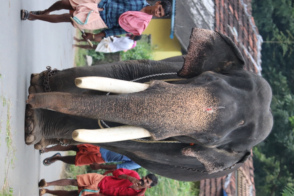 The gaint, Elephant, village, cultures 