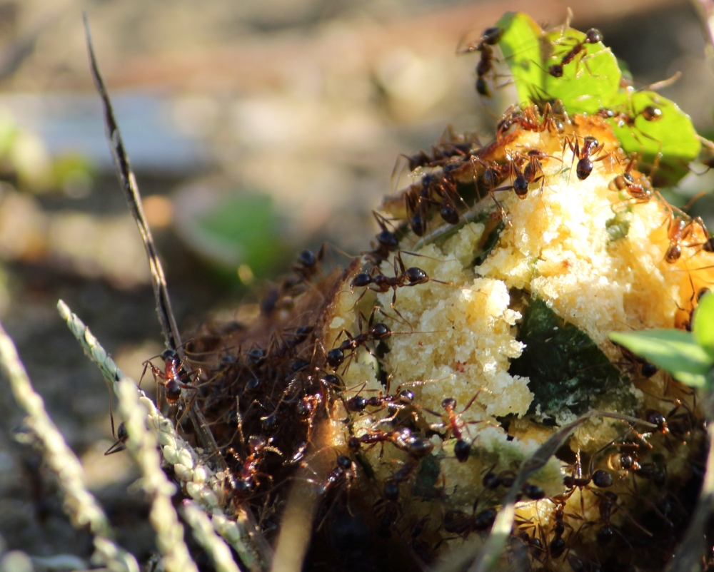 ants, ant,insect,small,group