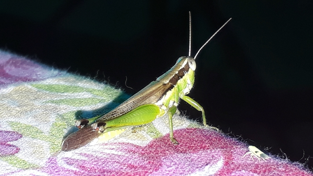 A grasshopper, resting on a table during night time..., nature, Grasshopper, green Grasshopper, resting, tabletop., night, night photography, mobile_photography, timepass, 