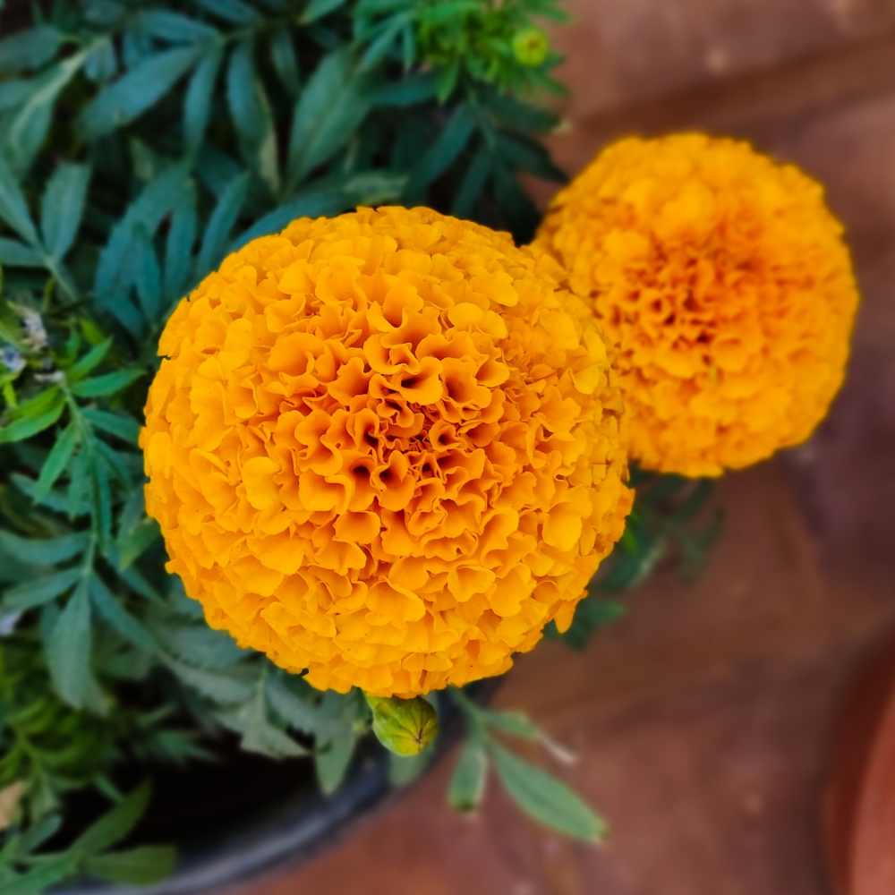 C0L0UR FULL NATURE, ARAVIND