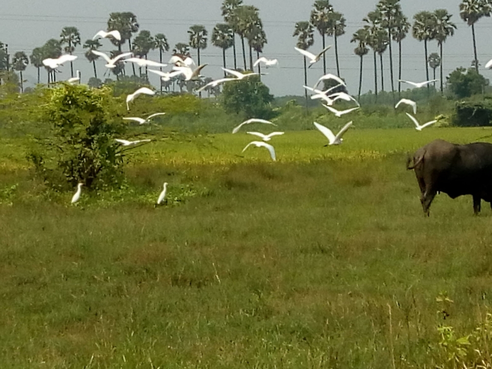 FLYING BIRDS , WHITE BIRDS