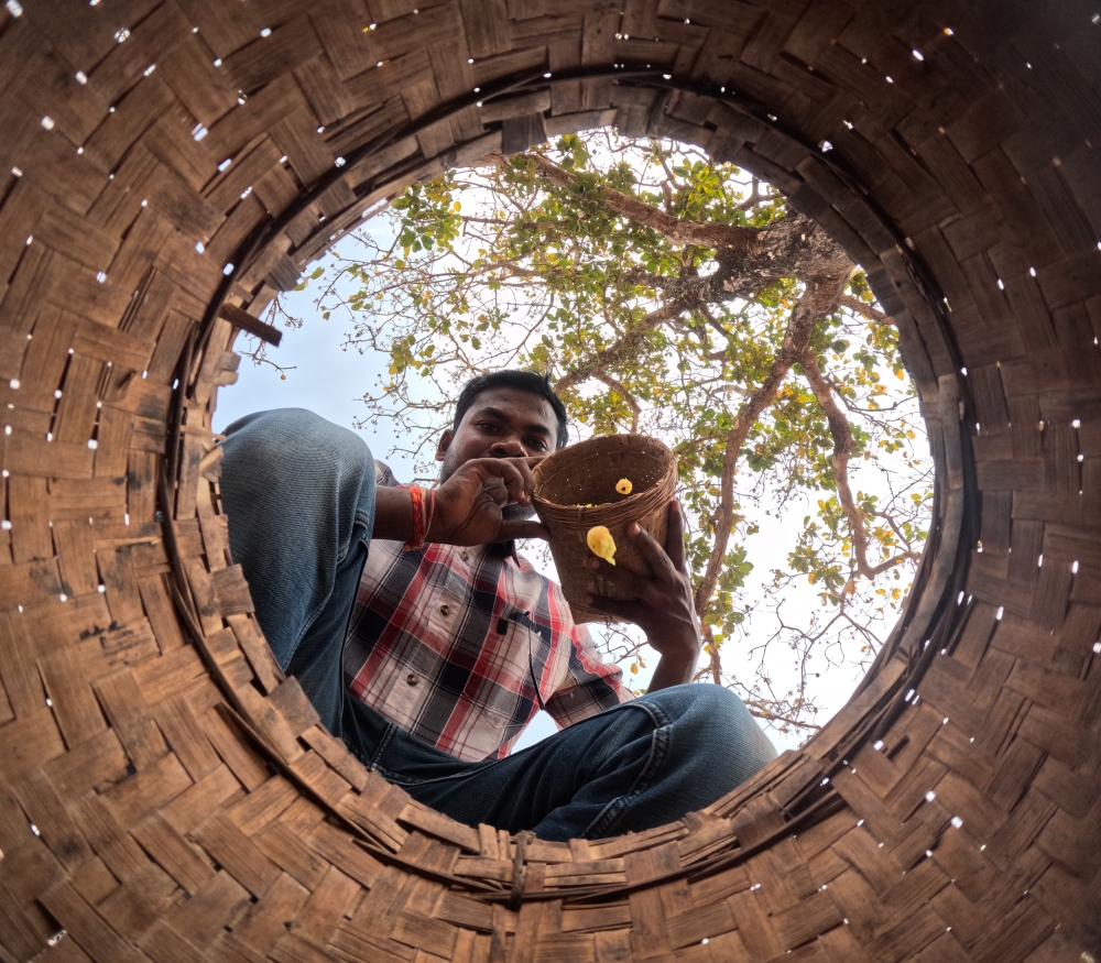 Mahuaa flowar collection , village, 