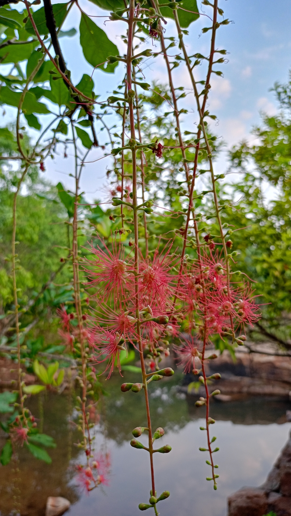 Khumbhi flowers , nature landscape background hdclicks fishing wallpaper people stock Fisherman photos photooftheday Bastar kangervalleynationalpark kvnp nationalpark naturephotography Munnabaghel_photography, wildlife HD wallpaper background picture wild animals Nature Photography tree spoteddave indianbird bastar munnabaghelphotography potooftheday Dave nationalpark kvnp forest jungle kangervalleynationalpark jagdalpur awesome birdphotography photosofbird nature gochhatishgarh chhatishgarh photo, summer tirathgarh waterfall waterfalls indianwaterfall  nationalpark kangervalleynationalpark Raipur CG forest HD wallpaper view kangervalley tirathgarh waterfall waterfalls jungle Bastar Chhattisgarh photosoftheday photo gallery wallpaper view kangervalley instapicture instagood viralpic, #nature #photography #love #instagood #photooftheday #travel #sky #beautiful #art #naturephotography #like #landscape #sunset #photo #picoftheday #instagram #sun #beach #life #winter #sea #fun #cute #clouds #happy #naturelovers #summer #bhfyp, 
