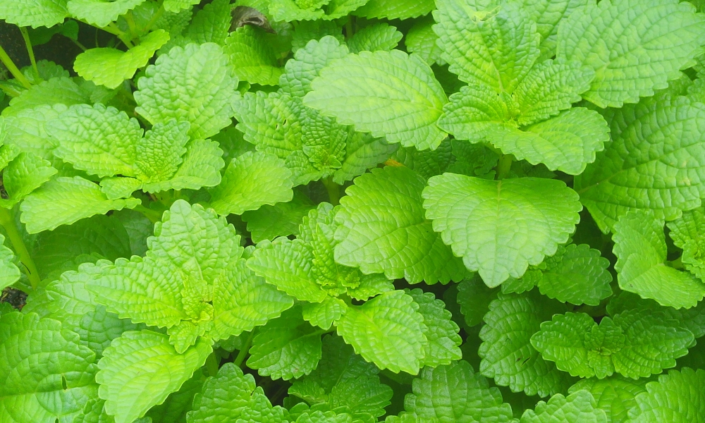 Plant leafs, Green Leaves, leafs, Plant leafs,Green Leaves,Green,Leaves, texture of green leaves