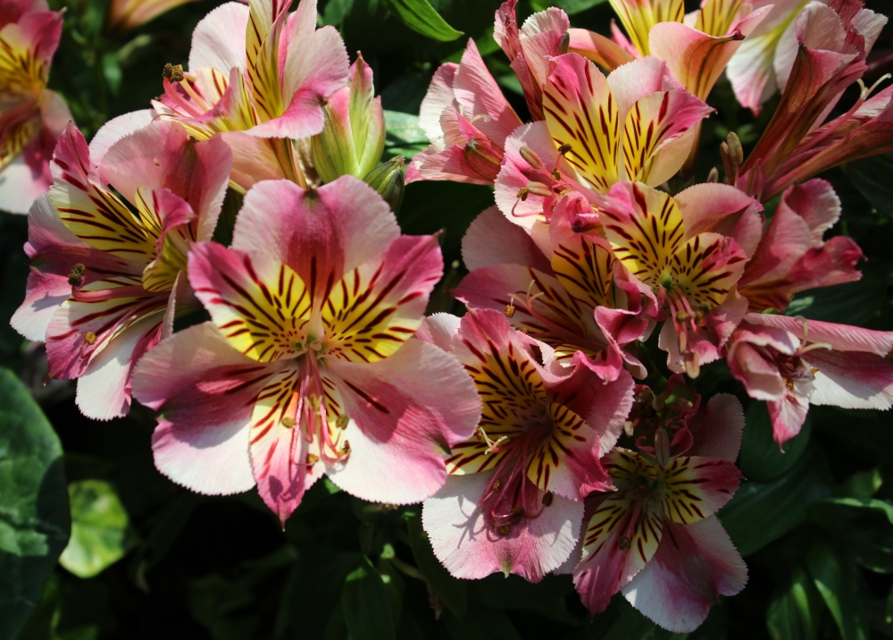 Flowers, Impressive bunch