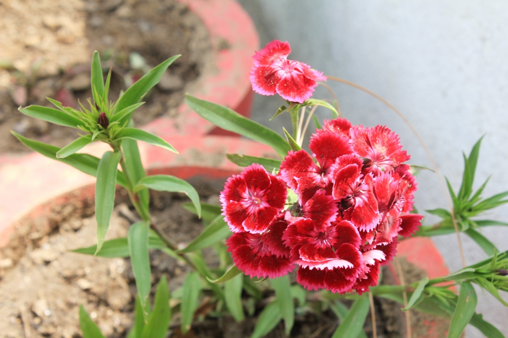 Colorful Flowers , Beautiful, colorful, flowers, homegrown, outdoor, red, yellow, green, sky, wall, mountains,