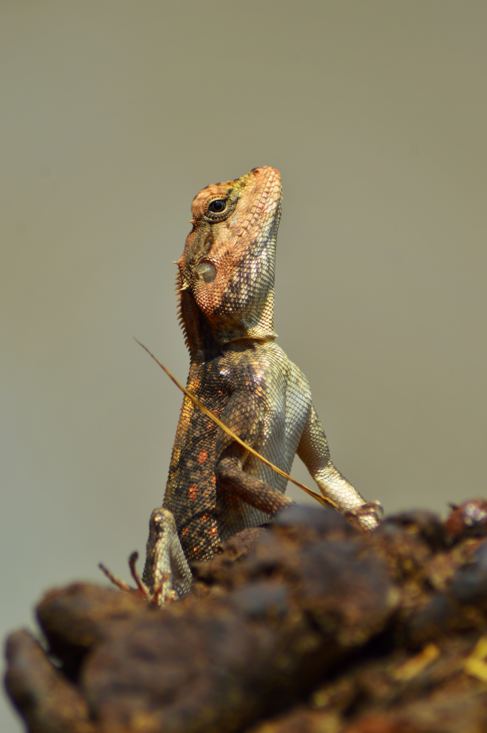 rock agama male lizard , #rockagama #wildlife #nature #HDCLICK #wallpaper 