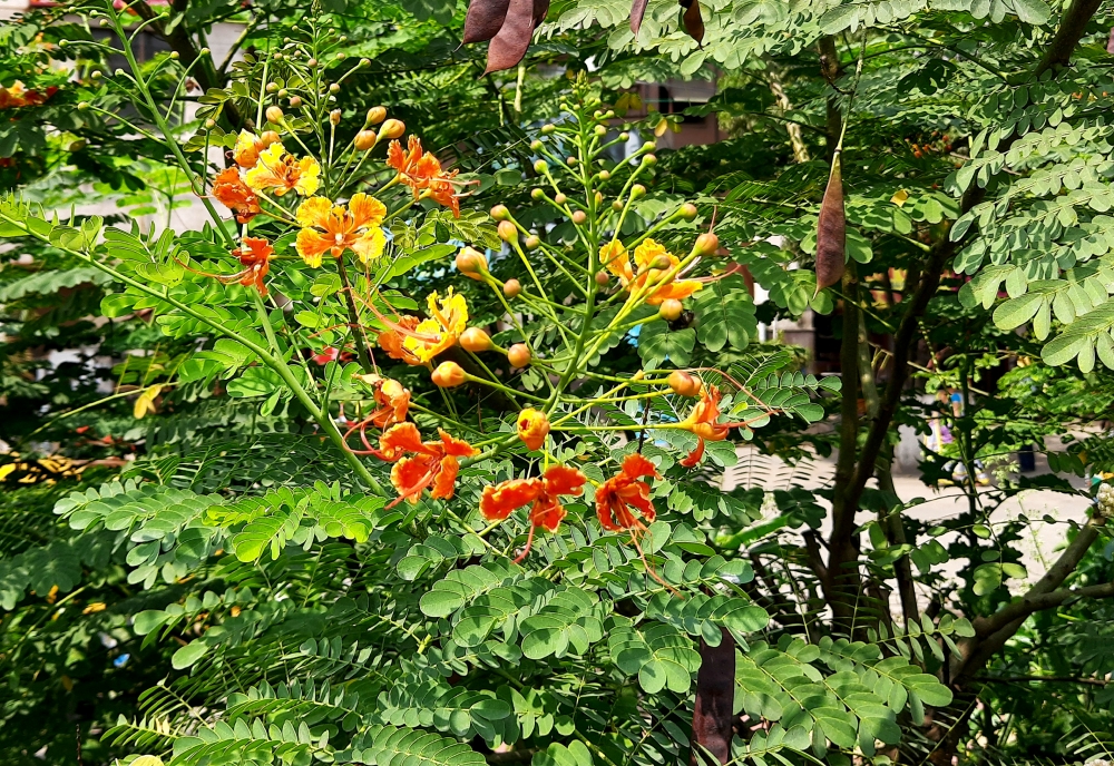 Red Krishna Chura flower, Red, Red color, sepal, petal, Leaf & Petal, Green Field, krishnachura