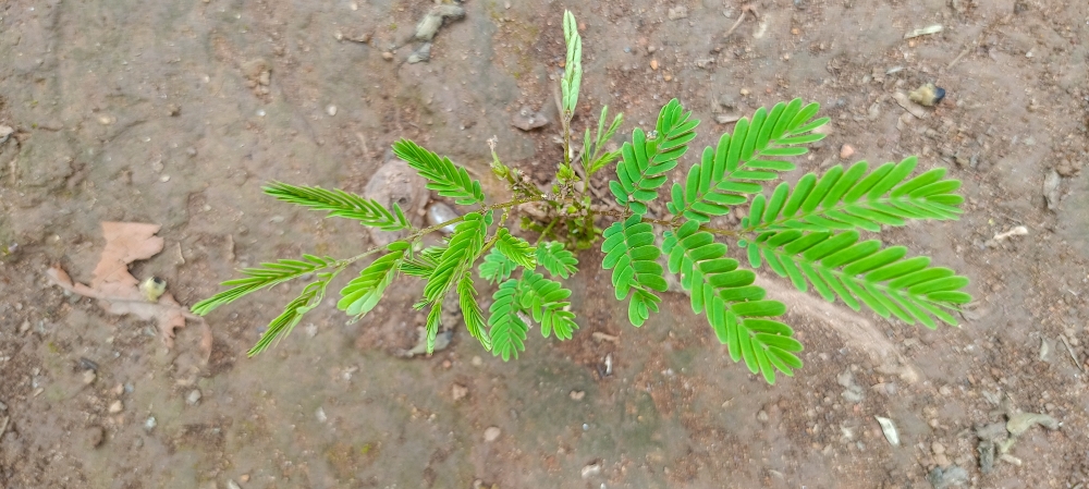small new plant , small new plant , Nature background wallpaper hdclicks fullHD landscape limestonecaves wild bastar chhatishgarh kangervalleynationalpark kvnp, morningrays nature forest jungle munnabaghelphotography kvnp nationalpark bastar kangervalleynationalpark jagdalpur explore landscape gochhatishgarh bastarpicture photooftheday tree green wild Hill, summer tirathgarh waterfall waterfalls indianwaterfall  nationalpark kangervalleynationalpark Raipur CG forest HD wallpaper view kangervalley tirathgarh waterfall waterfalls jungle Bastar Chhattisgarh photosoftheday photo gallery wallpaper view kangervalley instapicture instagood viralpic, #nature #photography #love #instagood #photooftheday #travel #sky #beautiful #art #naturephotography #like #landscape #sunset #photo #picoftheday #instagram #sun #beach #life #winter #sea #fun #cute #clouds #happy #naturelovers #summer #bhfyp, 