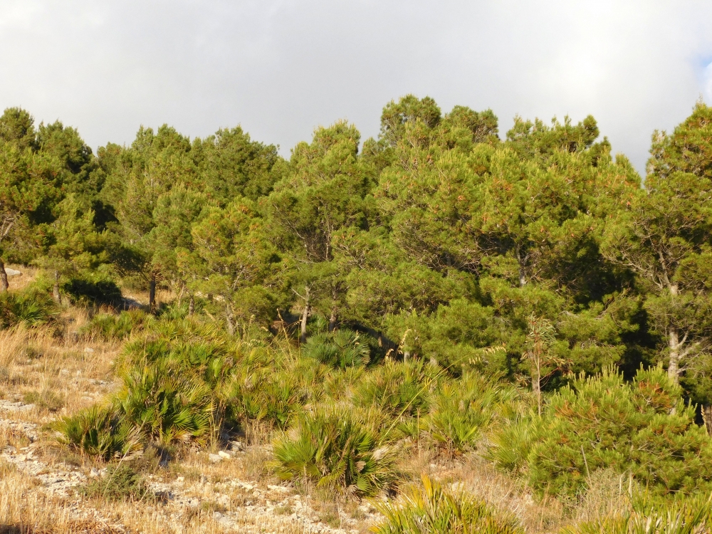 Tree, landscape, sunlight, environment, nature, green, park, scenery, forest, leaves, trees, outdoors, fresh, blue, outdoor, summer, light, natural, sky, sunny, canopy, scenic, flora, sunshine, beauty, sunrays, west beach, travel, nature reserve, peninsula, vacation