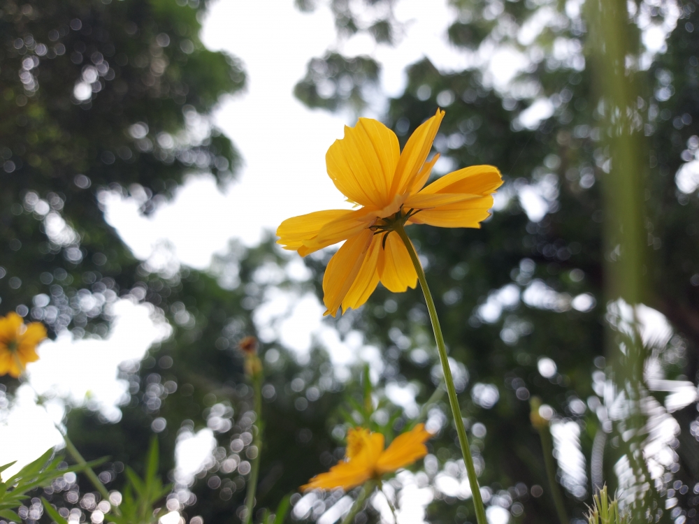 Cosmos flower, Cosmos,flower,beautiful background of cosmos flower,Cosmos flower, ulam raja,Yellow Cosmos,Cosmos sulphureus