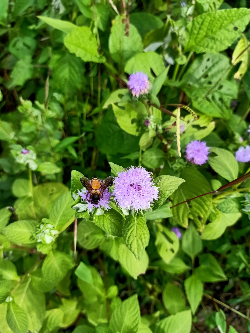 Honey bee,greens,green nature,insect, honey bee, insect, small insects, Green, greenery, greens, Flowers, Flower, violet flower, violet, violets, Violet colour flower, small, Photography, wallpaper, natural, Nature, 