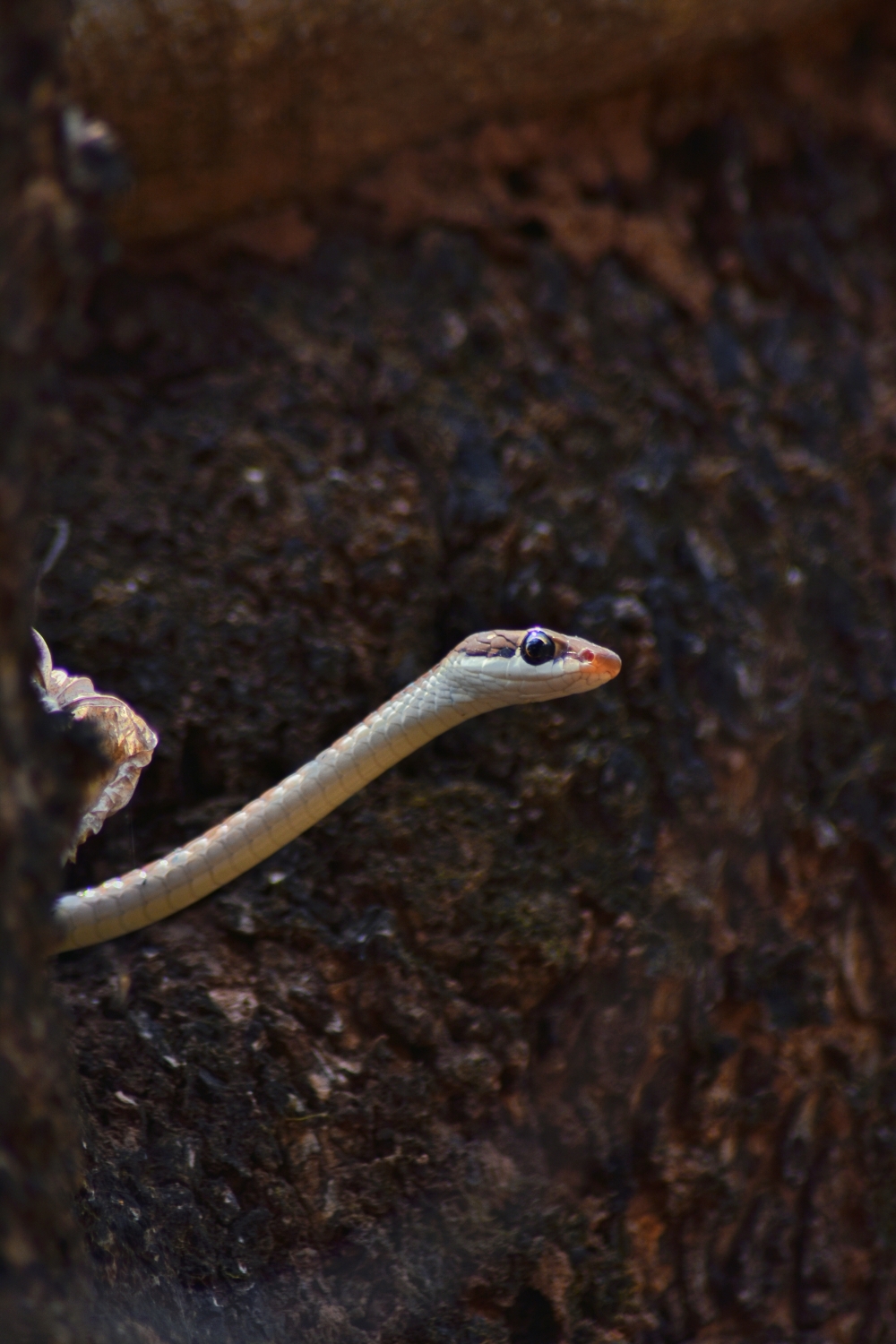 Tree snake , #nature #photography #love #instagood #photooftheday #travel #sky #beautiful #art #naturephotography #like #landscape #sunset #photo #picoftheday #instagram #sun #beach #life #winter #sea #fun #cute #clouds #happy #naturelovers #summer #bhfyp, #Nature #background #wallpaper #hdclicks #fullHD#wildlife #gardenlizard#, Tree snake  common brozoback tree snake 