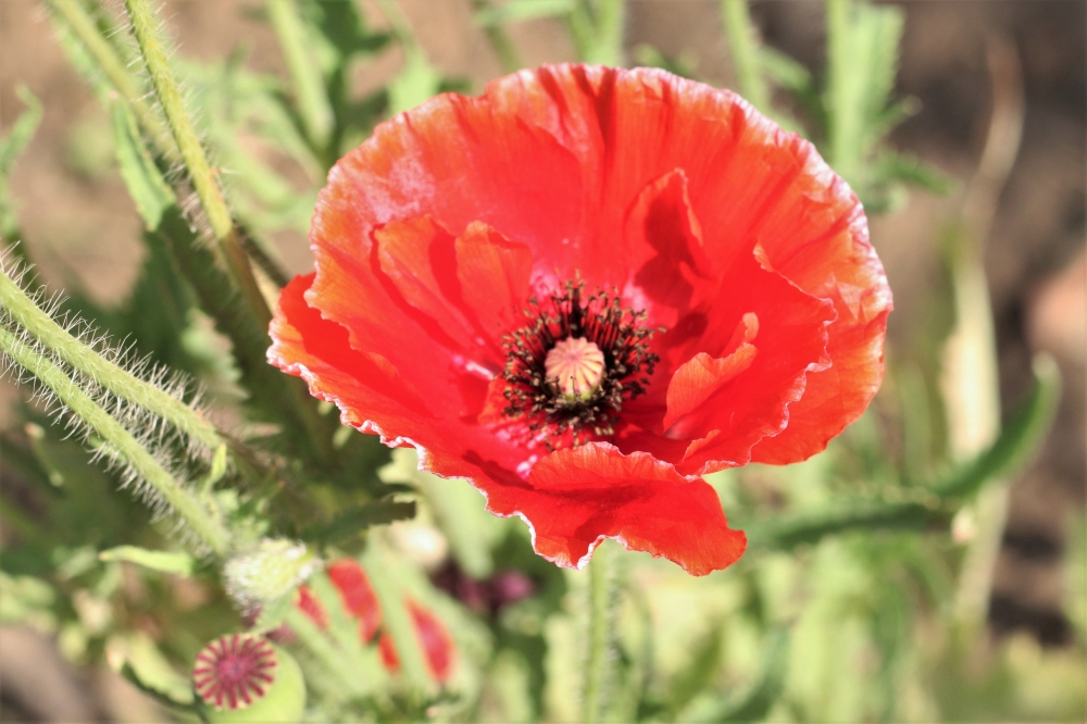 colorful unique flower in garden, flower, different,unique, poppy, macro, 
