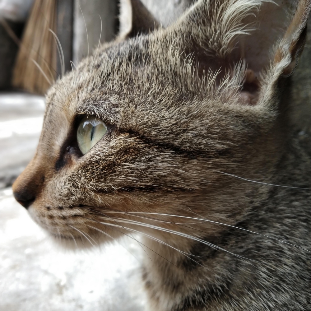 Cat love, Cat lover, 