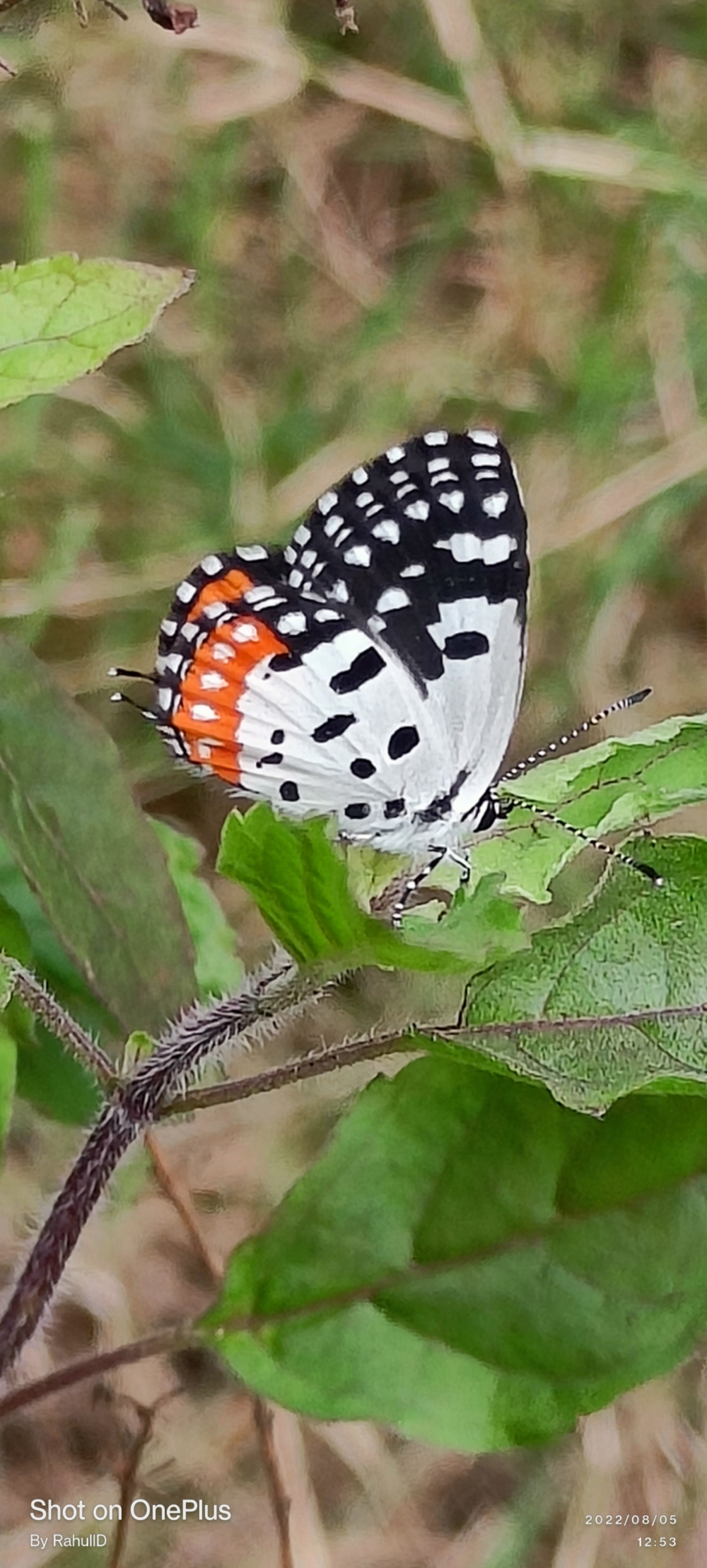 Butterfly, butterfly nature landscape background hdclicks, 
