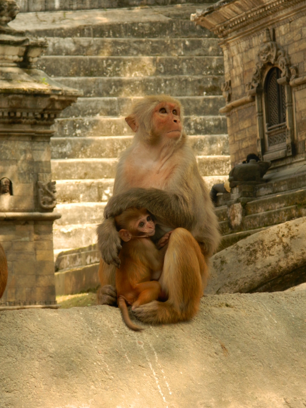 Monkey with her baby, kalyan