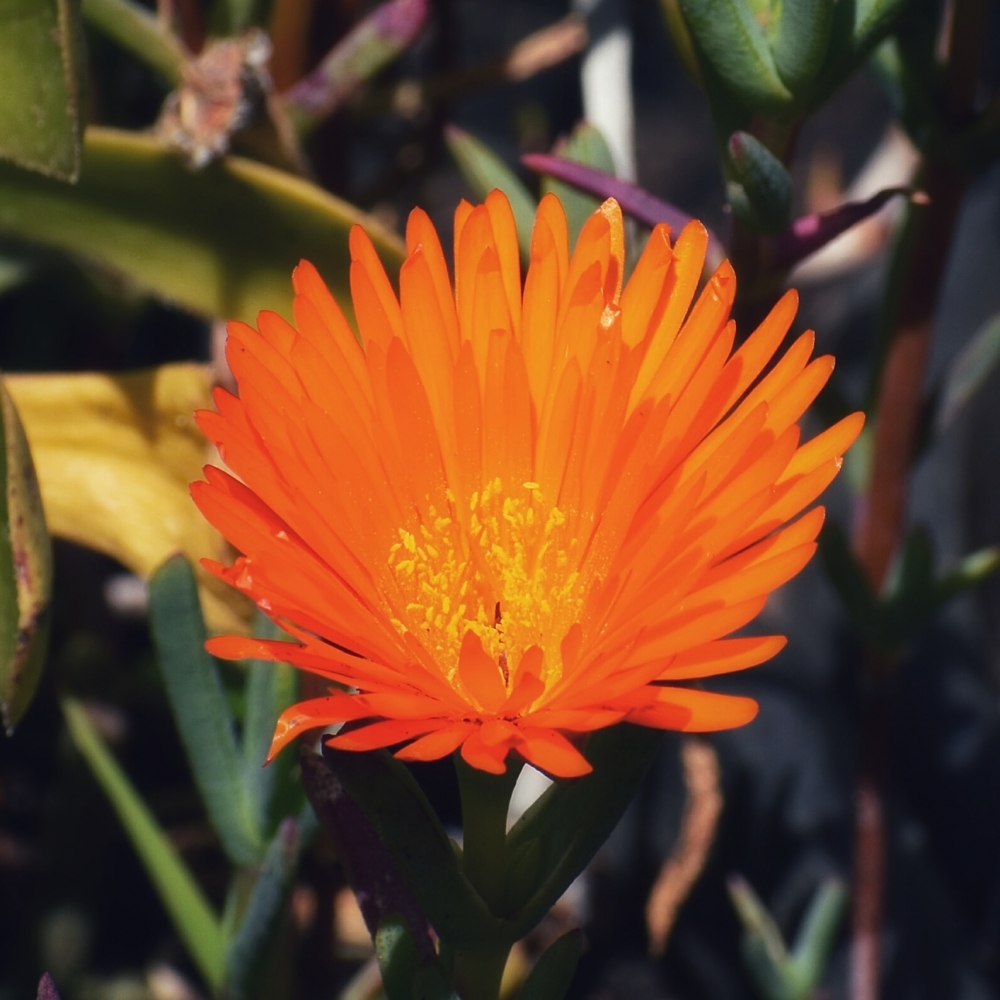 Flower, Flower, Nature, 