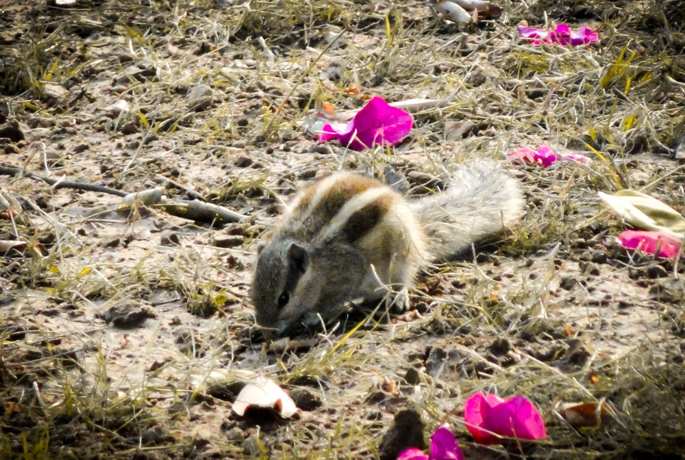 Squirrel in Qutub minar Delhi|| India, Animal, Squirrel, Photography, wildlife, wildlife photography, Small animal, Faijuddin Ahmed Photography, ,