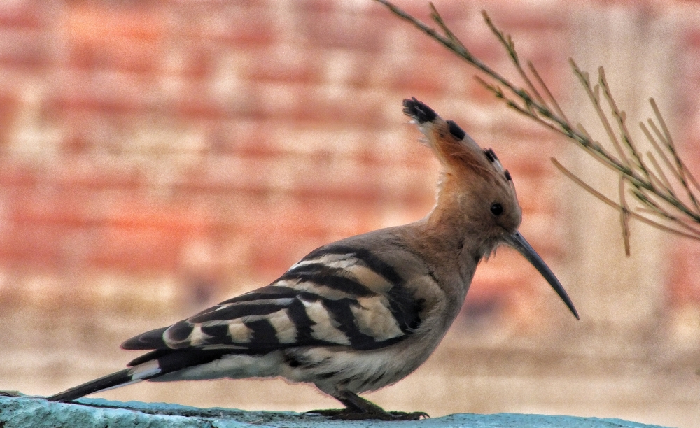 Enigmatic Hoopoe, Bird