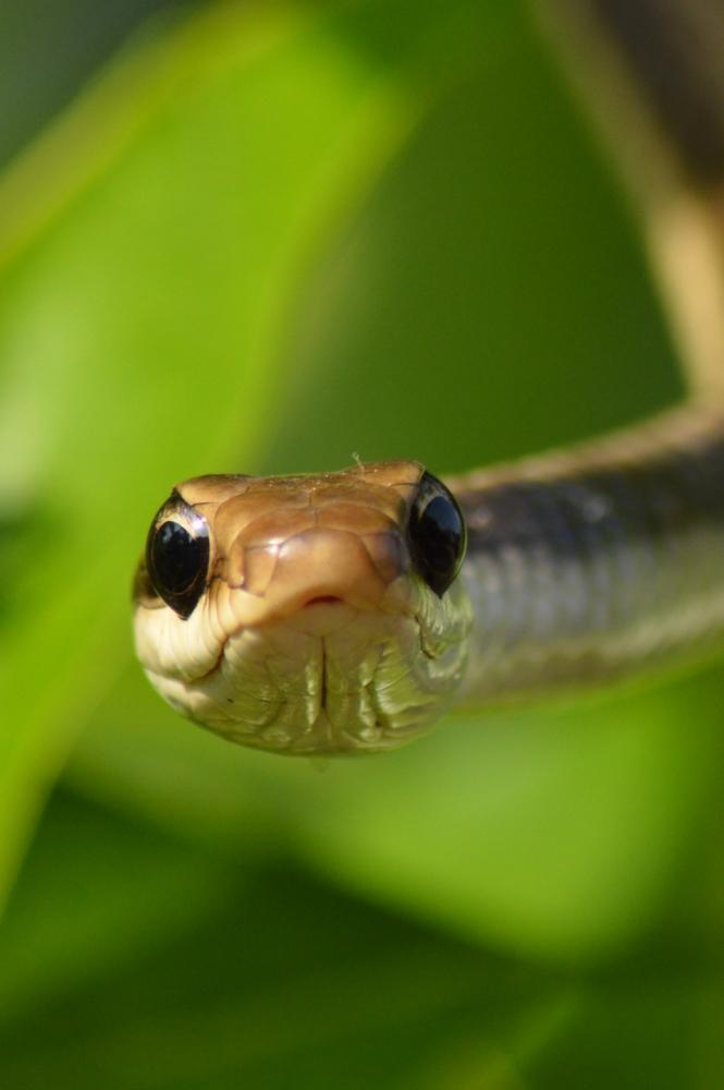 back Treesnake , #backTreesnake #nature #Bastar #wildlife #animal #