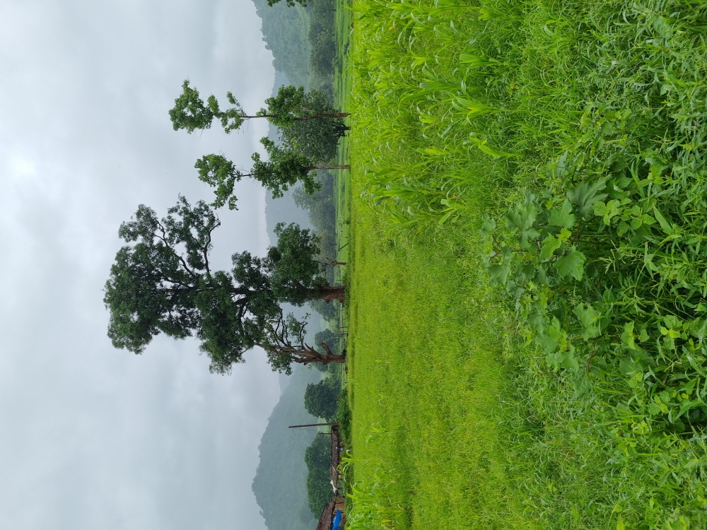 hariyaali, #Nature #background #wallpaper #hdclicks #fullHD#fksayyad @f.k.sayyad, 