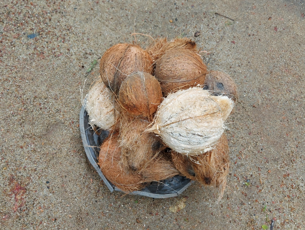 coconut  , coconut,kerala coconut,cocontus,thenga,kerala thenga,coconut seed,seeds,made for oil, oil content, 