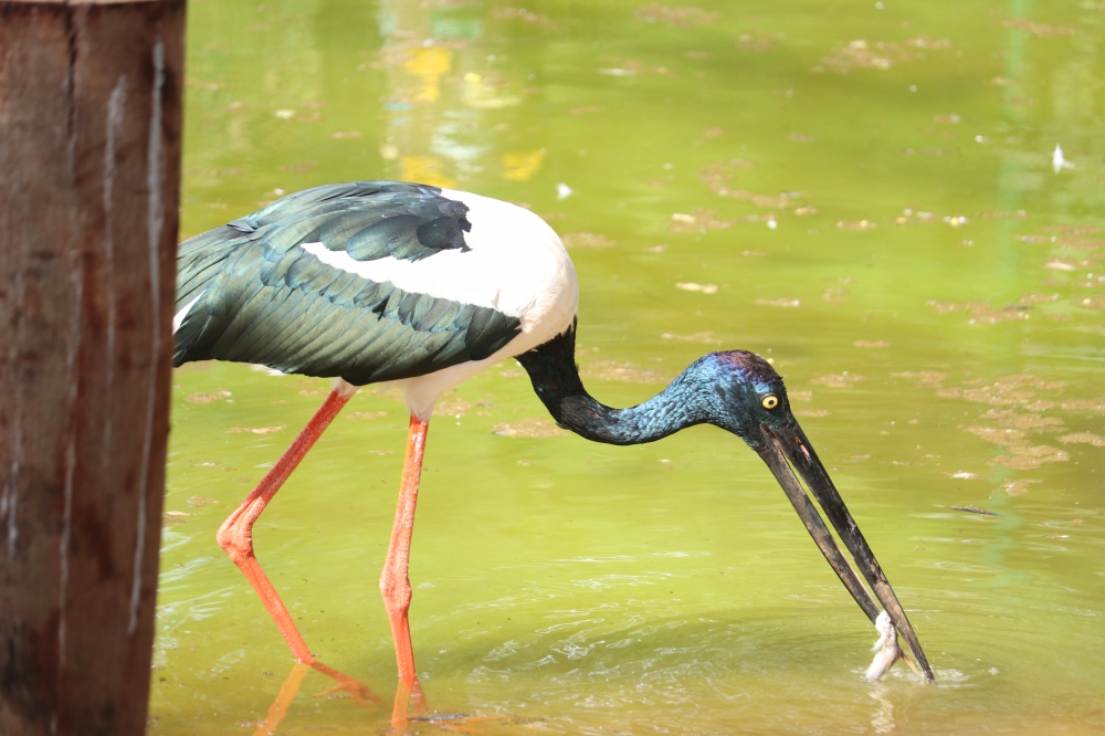 Crane, @pgclick @wildlife @animals @photography