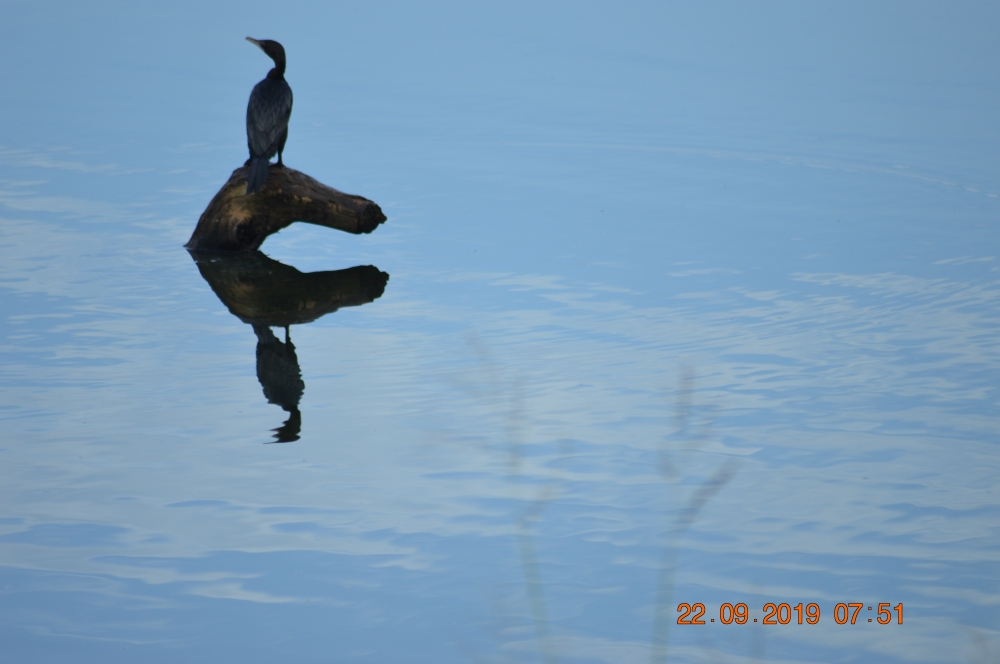 Bird, water bird, reflection, black, blue, blue water, black bird, wood, nature, Bird, water, black, Trees, refreshing, Fresh, agriculture, moment place nature landscape background sunrays hdclicks nikongair lake reflection photos, Naturl wooden Sculpture, blue, blue water, landscape, pond, lake, reservoir, 
