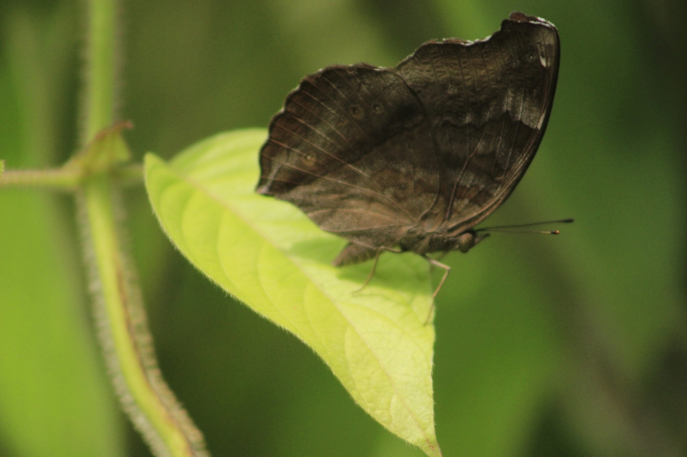 the Butterfly , #butterfly#leaf#green