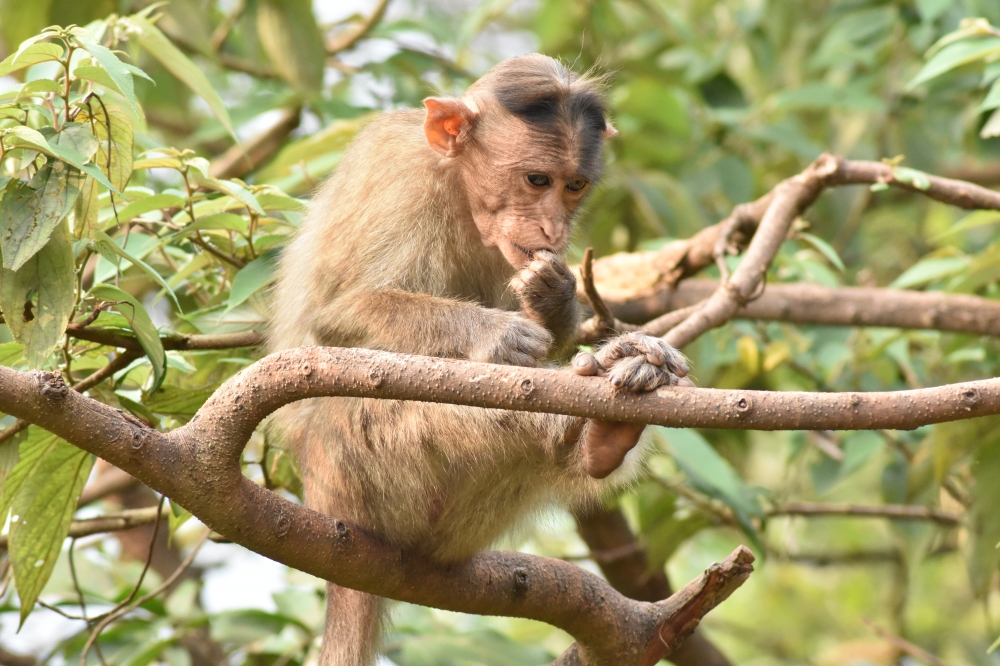 Monkey , monkey,wild, tree, beautiful, looking,nature,wildlife,matheran hill station,