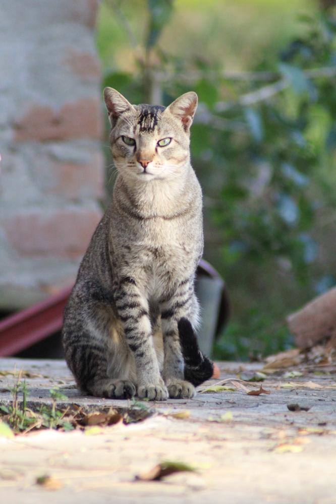 Cute cat , #cutecat