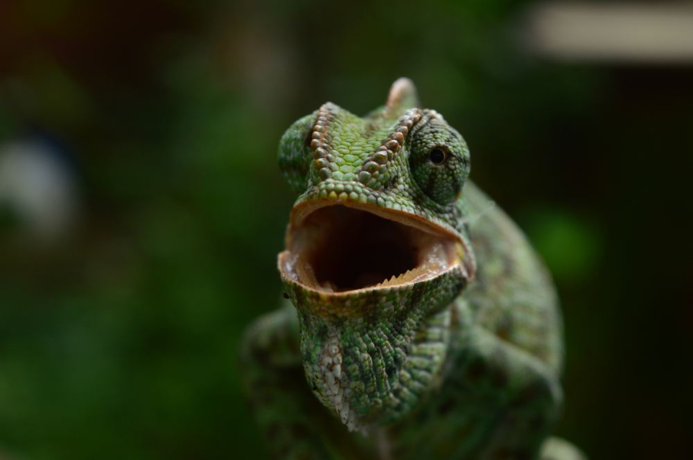 chameleon 3, #wildlife #animal #chameleon #chhatishgarh 