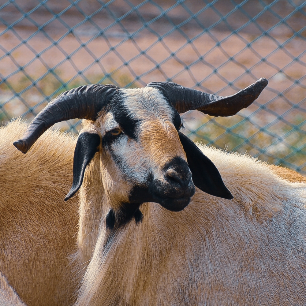 Goat, #animals#photooftheday#ameteur photography, 