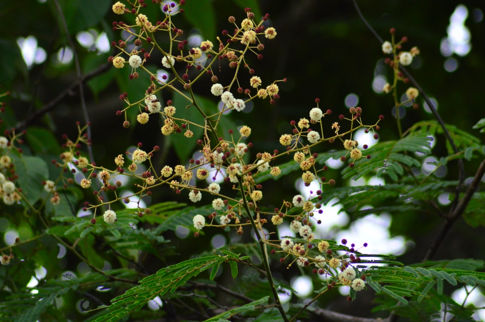 wild flowers, #Flowers #Nature #hdclicks #photooftheday #winter #background #fullHD #landscape #wildflowers, 