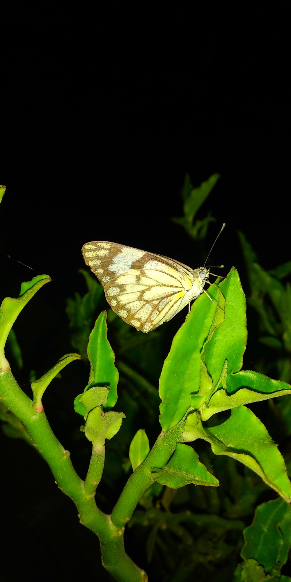 Butterfly, Butterfly