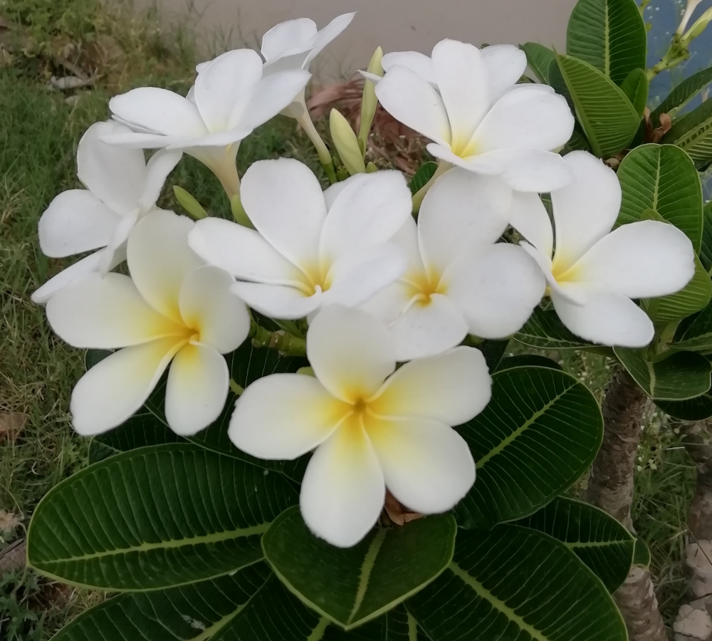 Lovely bunch of flowers, Three has not bloomed with us