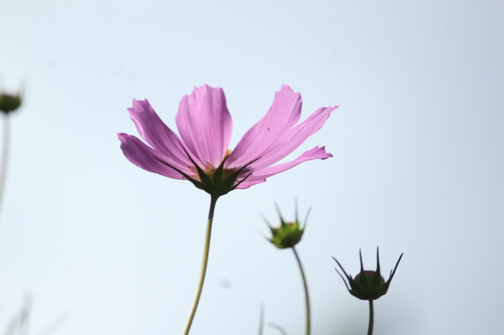 Wild flower, Autumn flowers
