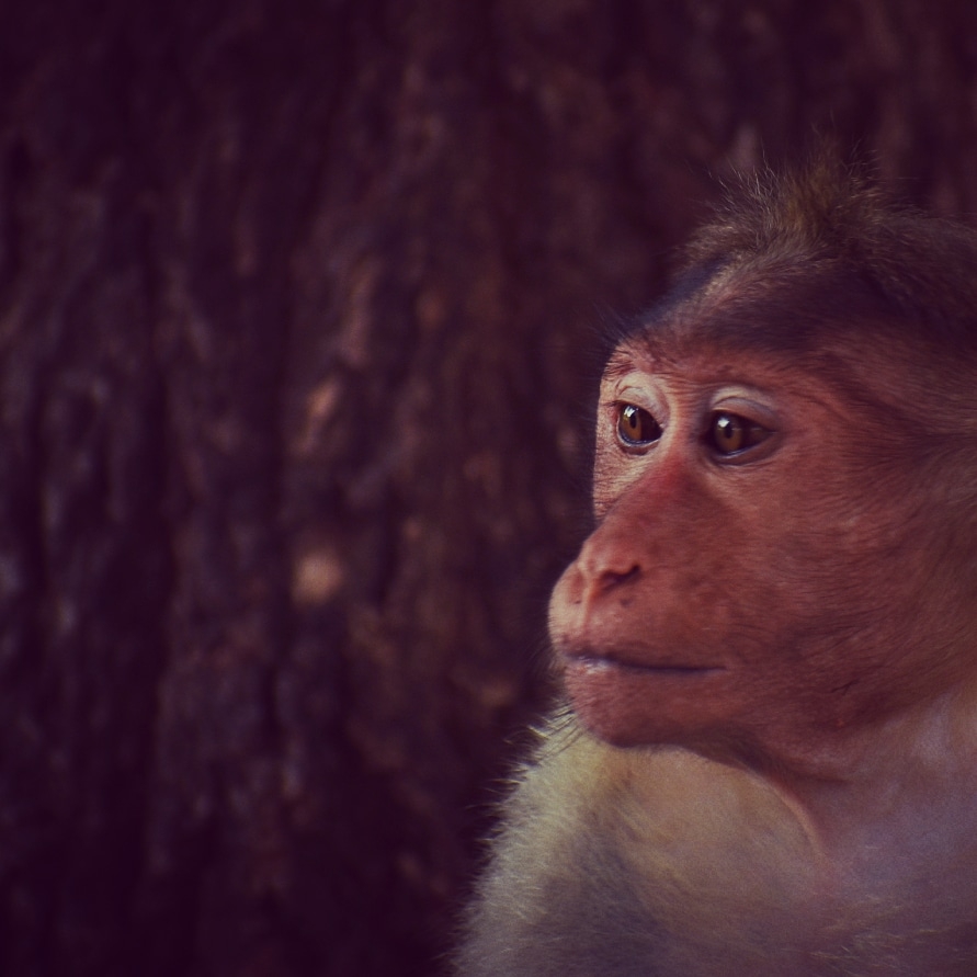 Potrait with monkey, #animals#photooftheday#ameteur photography, 