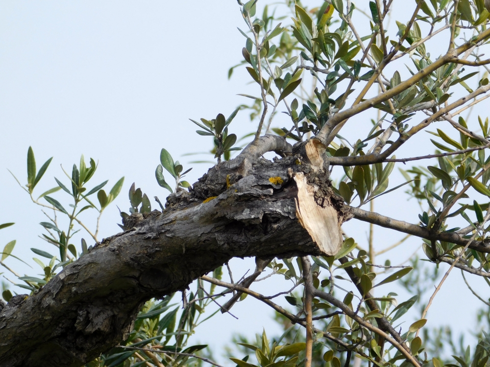Olive tree, nature, green, olive, italy, greece, tuscany, spain, rural, country, garden, farmer, olives, field, grove, mediterranean, tree, organic, ripe, leaves, agriculture, trees, branch, landscape, drip irrigation system, travel, valley, turkey, background, irrigating, orchard