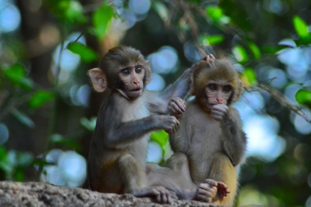Monkey , Animal monkey sitting in side of road, morningrays nature forest jungle munnabaghelphotography kvnp nationalpark bastar kangervalleynationalpark jagdalpur explore landscape gochhatishgarh bastarpicture photooftheday tree green wild Hill, 