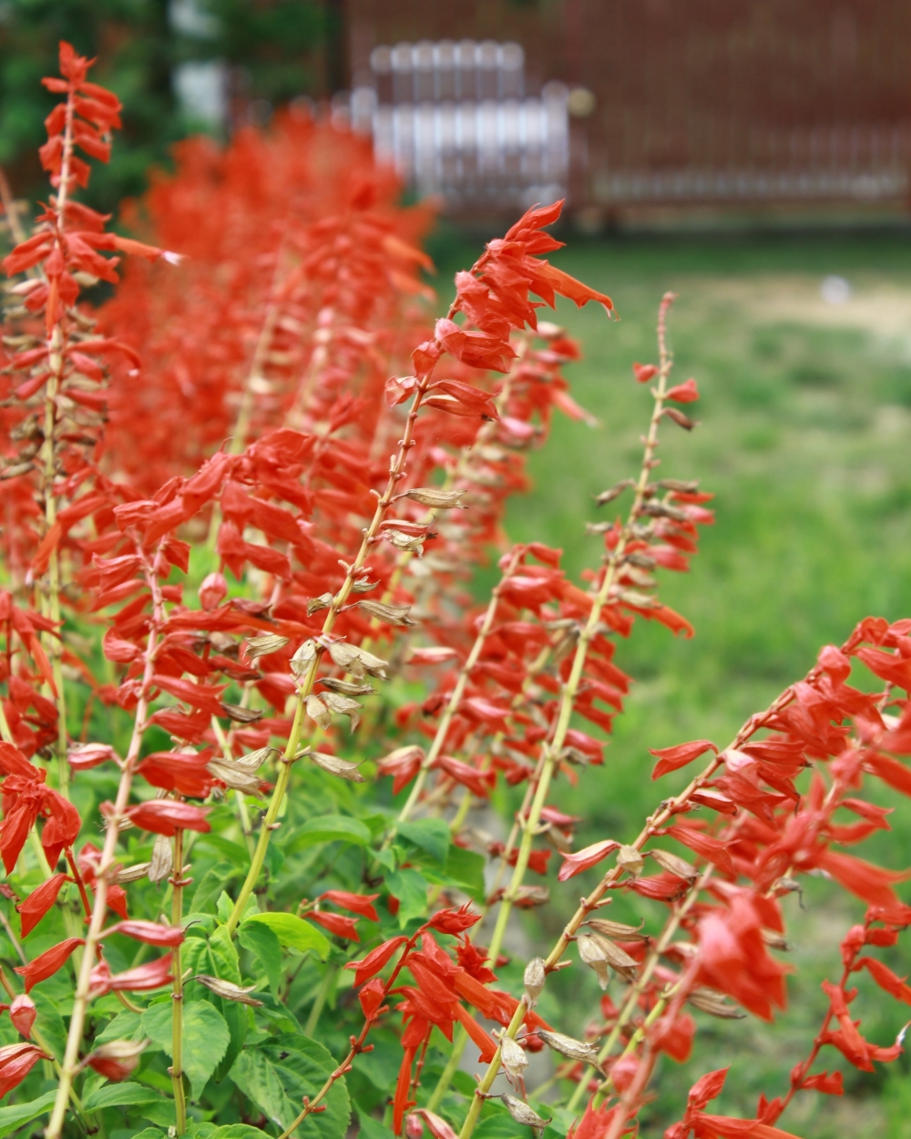 The dandleon, #stem#flower#redorange#mountains