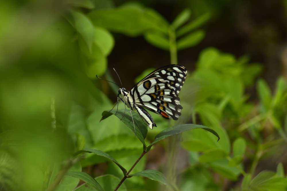 Butterfly , butterfly nature landscape background hdclicks, 