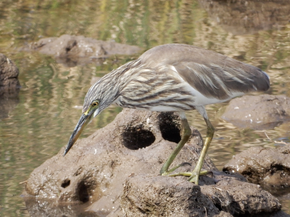 Heron, #birds #wildlife, 