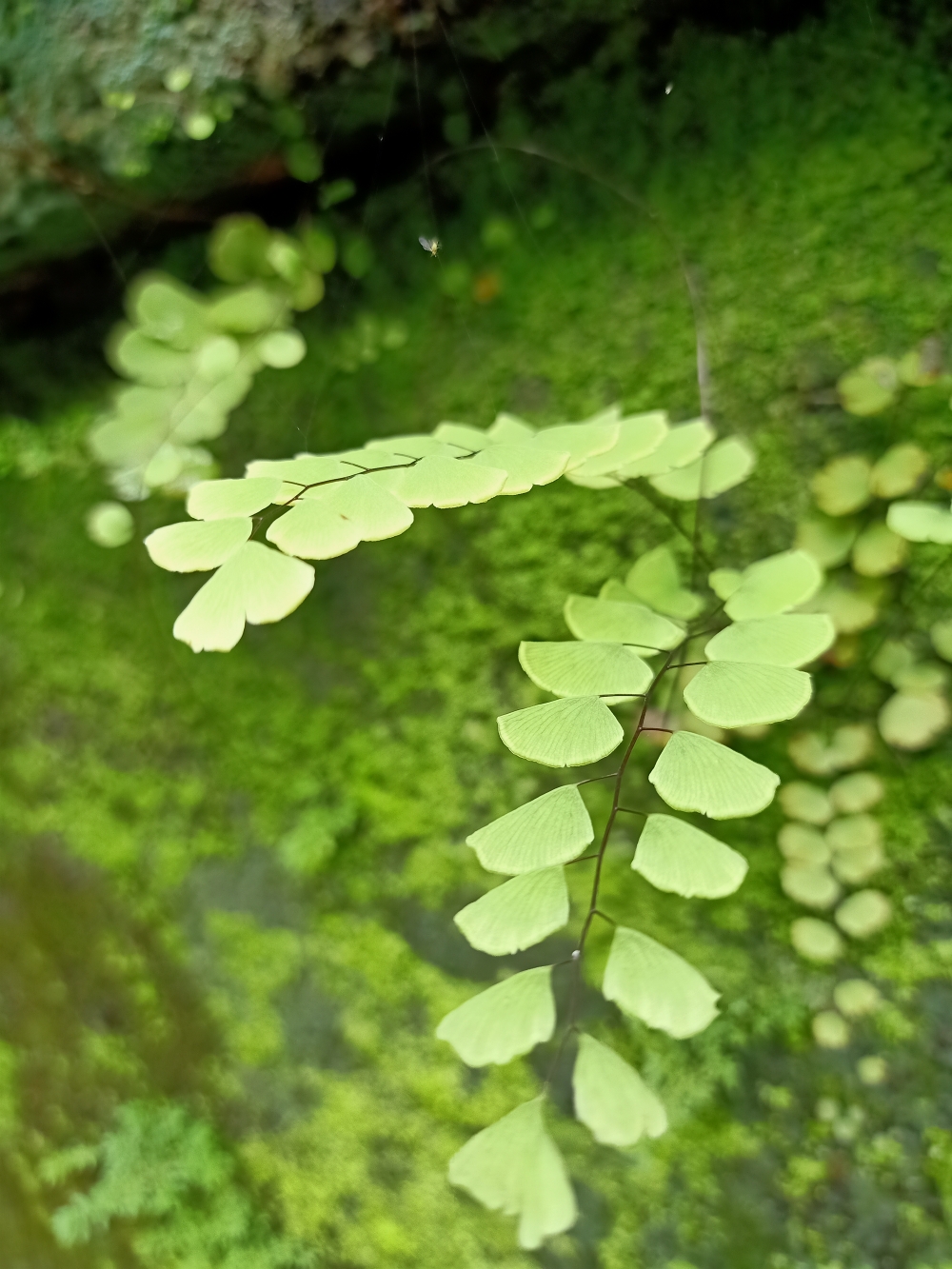 Leaf,green leaf,nature, natural, Nature, wallpaper, Close up, Macro photography, Green, greenery, greens, plant, plant, plants, earth, Rain, Rainy day, 